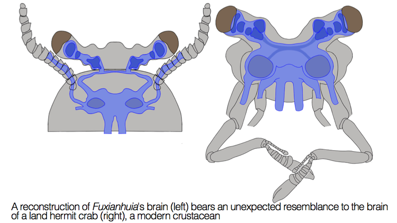 Illustration for article titled Incredible fossil discovery reveals a brain that's over half a billion years old
